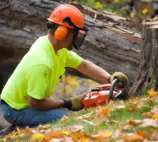 tree services Coldwater